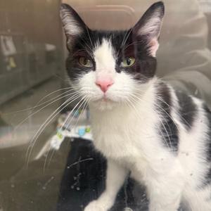 Aqua, adult, available for adoption