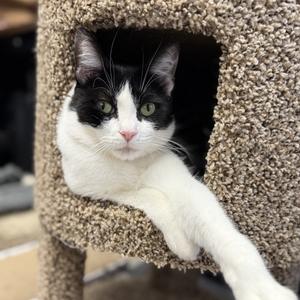 Aqua, adult, available for adoption