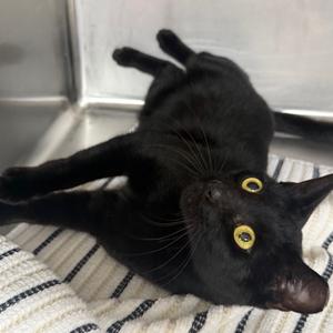 Boomerang, adult, available for adoption