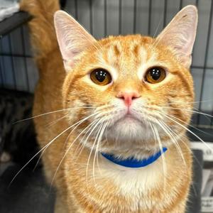 Buggy, adult, available for adoption