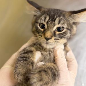 A tabby kitten being held gently in someone's hands.