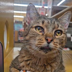 A close-up of a tabby cat with large, expressive eyes, looking directly at the camera. The cat has a mix of brown and black fur with a white muzzle and long whiskers. The background appears to be an indoor setting with shelves and bright lighting.