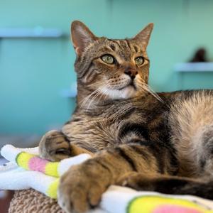 Charles, adult, available for adoption