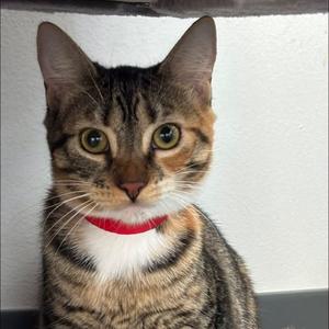 Ambar, kitten, available for adoption