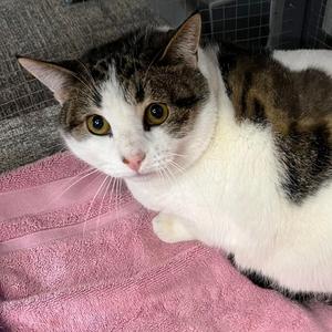 Daisy, adult, available for adoption