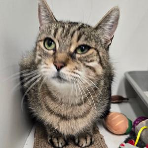 Ella Fitzgerald, adult, available for adoption