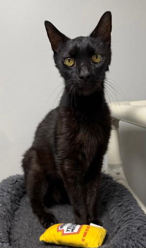 A black cat with yellow eyes sitting on a gray blanket with a yellow packet of treats in front of it.