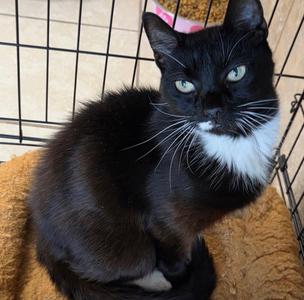 Miss B Haven, available for adoption