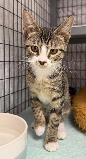 Butterhead, available for adoption