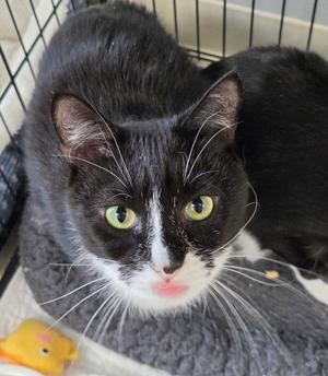Mister K, young, available for adoption