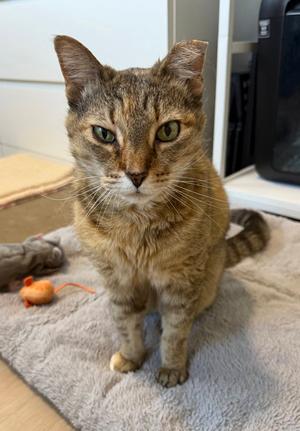 Grams CC, senior, available for adoption