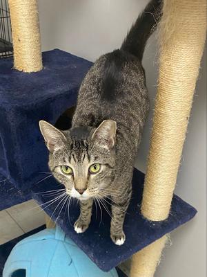 Bagley, adult, available for adoption