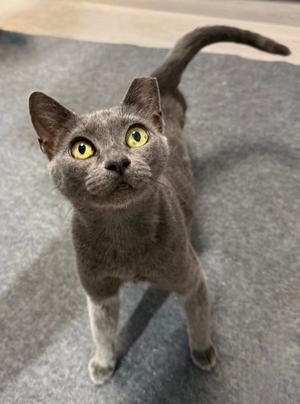 Gracie Lou Freebush, adult, available for adoption