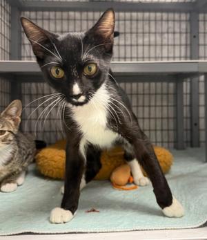 Antle, available for adoption