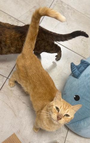 Flying Fish, adult, available for adoption