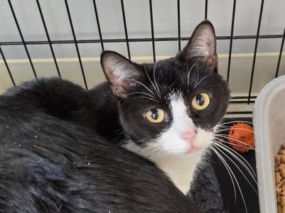 Missy K, available for adoption