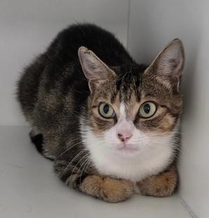 Abby Normal, adult, available for adoption