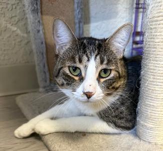 Boing, adult, available for adoption