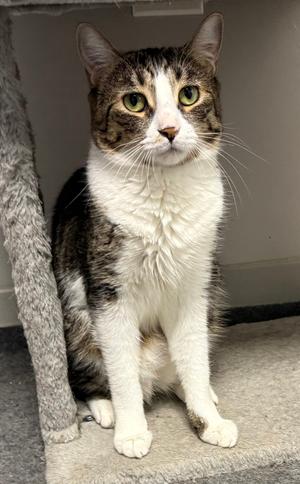 Boing, adult, available for adoption
