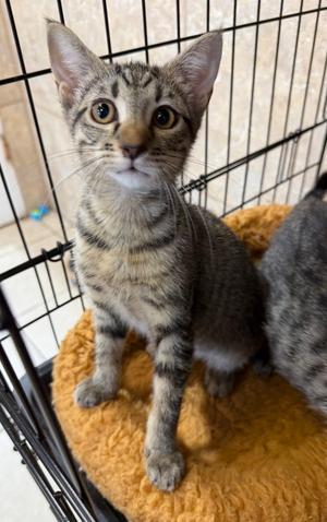 Amalgam, available for adoption