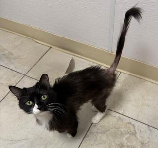 Polka Dot, adult, available for adoption