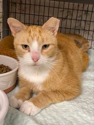 Piggly, adult, available for adoption