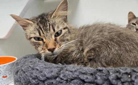 Drusilla, adult, available for adoption