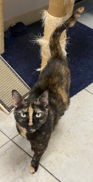 Judy Hopps, available for adoption