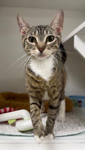 Oracle, available for adoption