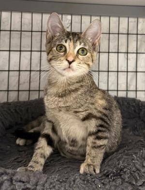 Burpee, available for adoption