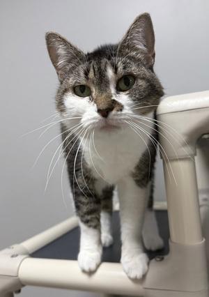 Honey Pot, available for adoption