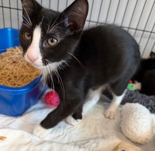 Bucketboy, available for adoption