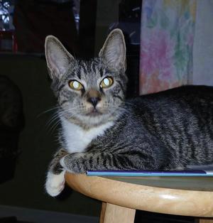 Bamachie, available for adoption