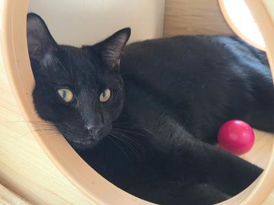 Baked Beans, young, available for adoption