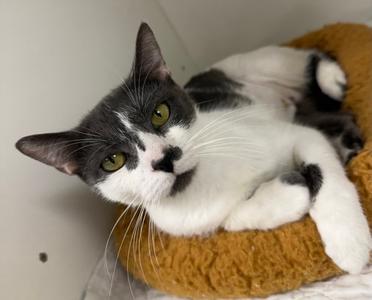 Anniephylaxis, available for adoption