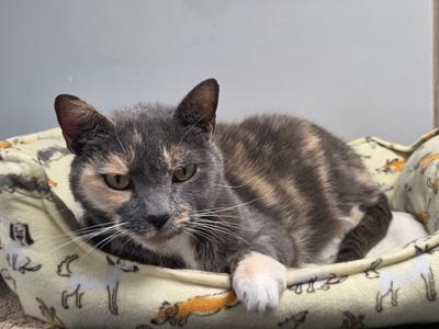 Labubu, available for adoption