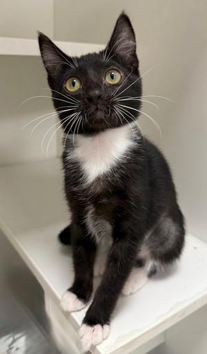 Bretti Yetti, available for adoption