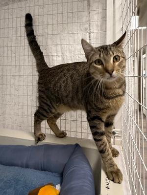 Almonzo, available for adoption