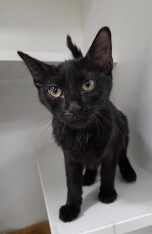 Cat Eye, available for adoption