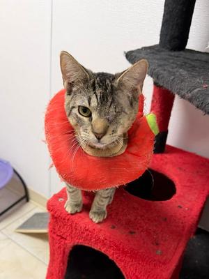 Chromance, available for adoption