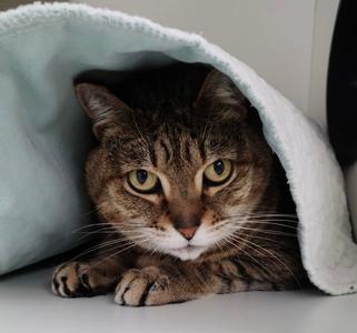 Brea, senior, available for adoption