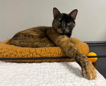 Cove, adult, available for adoption