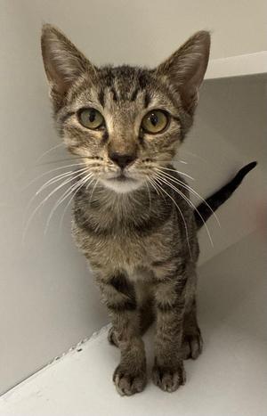 A tabby cat with green eyes and white whiskers is standing on a white surface, looking directly at the camera.