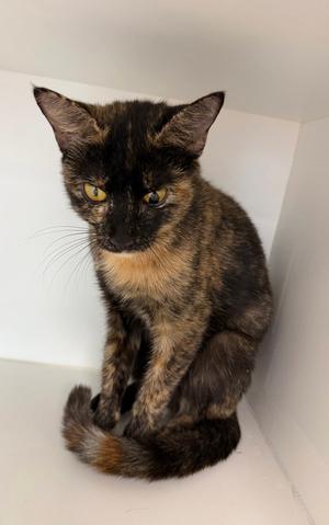 Belljar, available for adoption