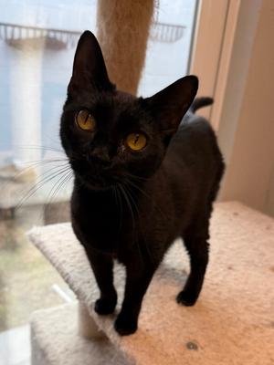 Black Pearl, available for adoption