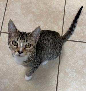A tabby cat with green eyes and white paws is standing on a tiled floor, looking up at the camera.