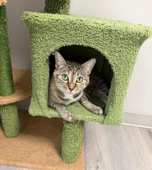 Castleberry, available for adoption