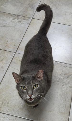 Gloop, adult, available for adoption