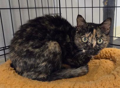 Kiza, young, available for adoption