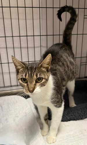 Archer, available for adoption
